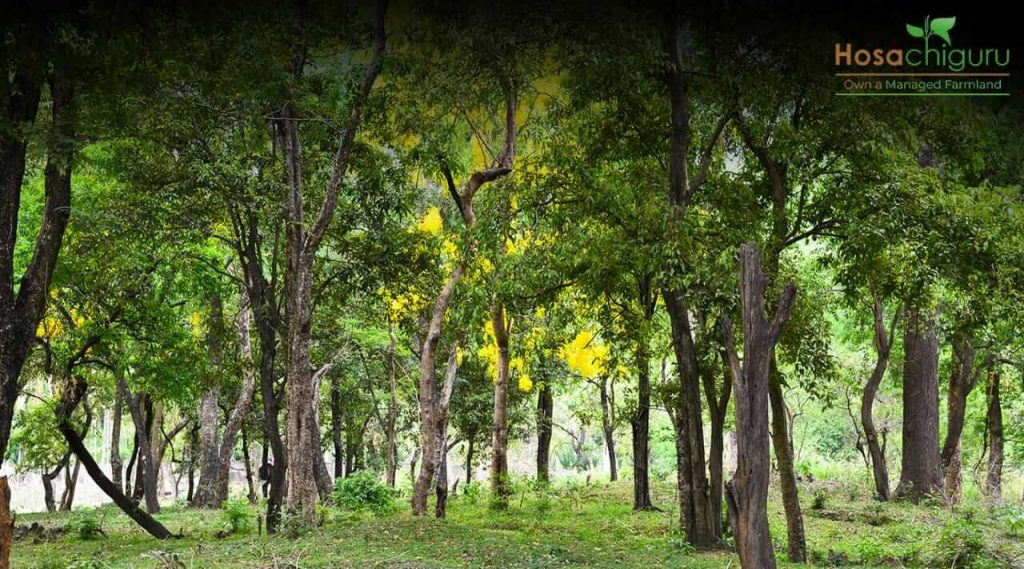 Sandalwood Farming is a better option for having a very vast profit in farming