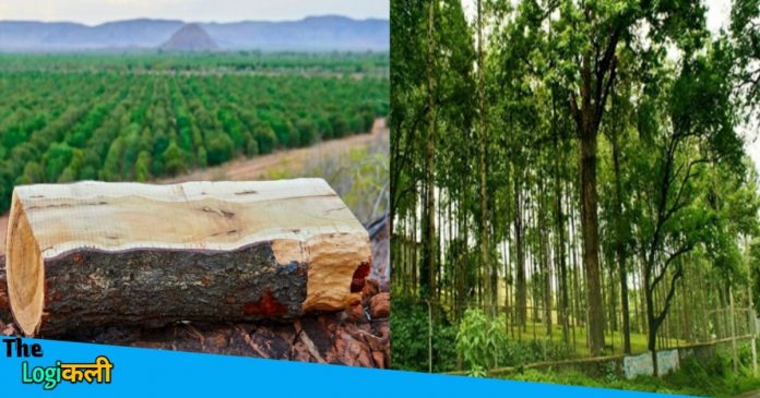 Sandalwood Farming is a better option for having a very vast profit in farming