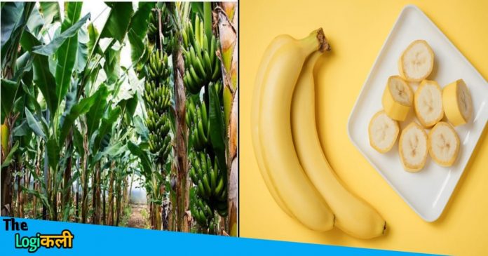 Farmers are earning huge profit through Banana Farming