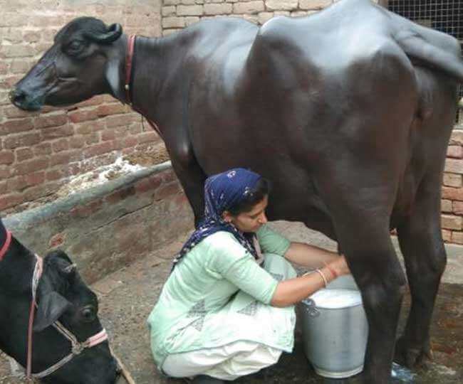 Sunita Bishnoi Dairy Farming business during Covid-19