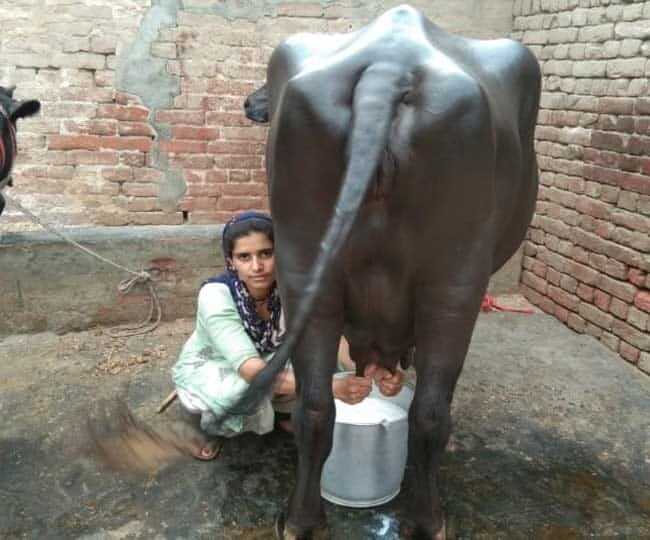 Sunita Bishnoi Dairy Farming business during Covid-19