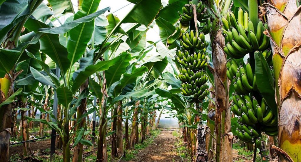 Farmers are earning huge profit through Banana Farming