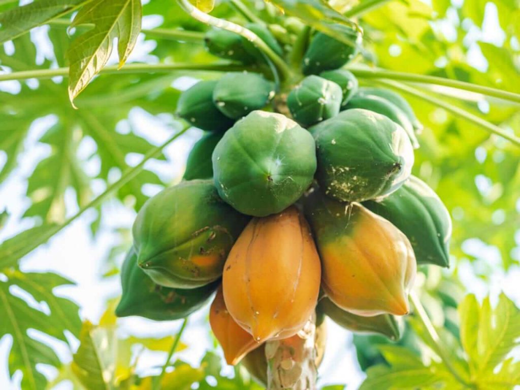Ways to earn ten lakhs through Papaya cultivation