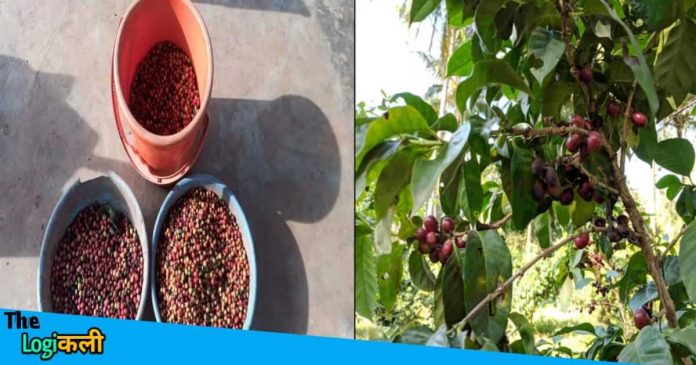 Chhattisgarh farmers are earning huge profit through Coffee farming