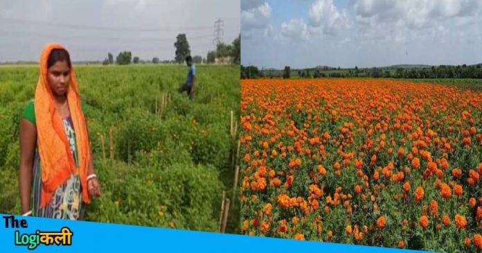 Farmers are earning huge profit through Flower Farming