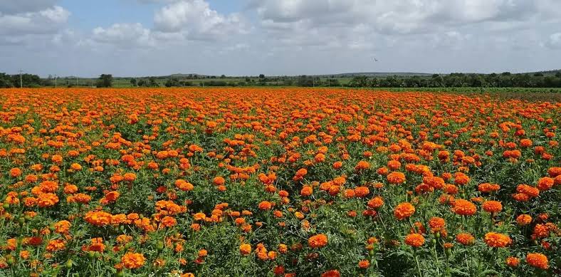 Farmers are earning huge profit through Flower Farming