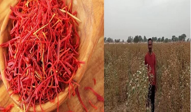 Saffron is growing in Bundelkhand and Bundelkhand become second state