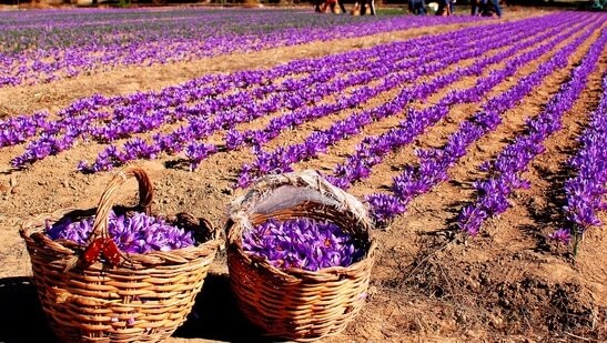 Saffron is growing in Bundelkhand and Bundelkhand become second state