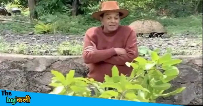 Dharmendra shares video on instagram profile about his farm house farming of mangoes
