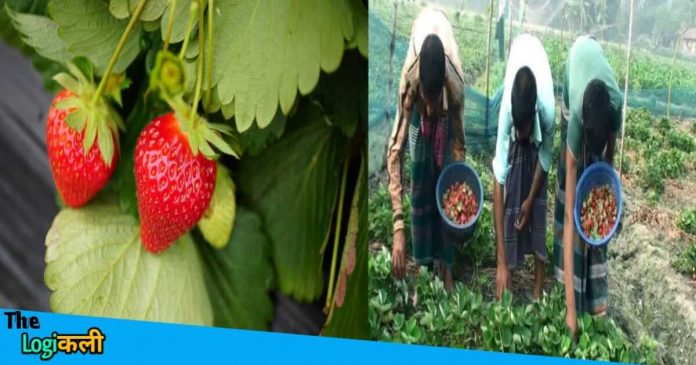 Business of Strawberry will give a huge profit in comparison to job
