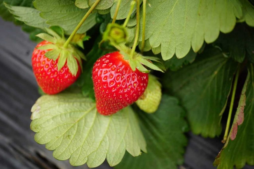 Business of Strawberry will give a huge profit in comparison to job