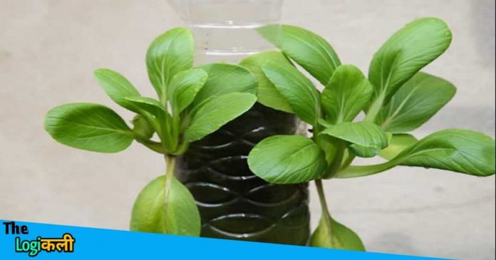 Recycle unused plastic bottles and grow Spinach at home