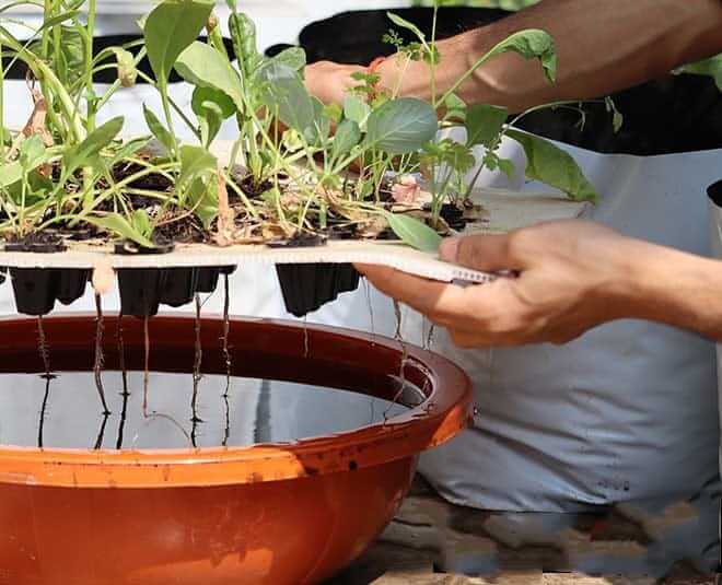 Recycle unused plastic bottles and grow Spinach at home