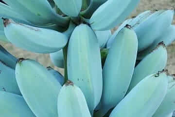 Blue Java Banana will give taste of Vanilla Ice cream