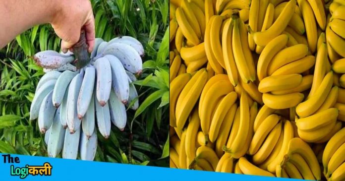 Blue Java Banana will give taste of Vanilla Ice cream