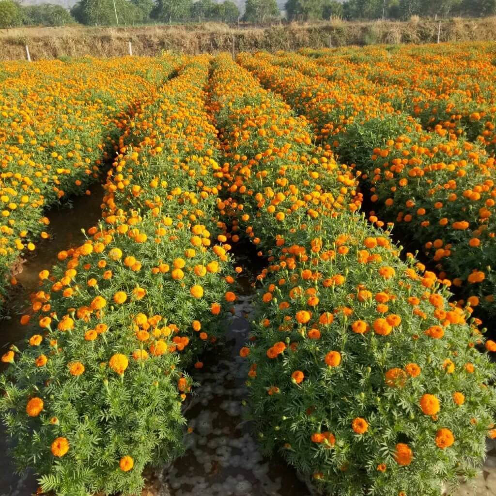 Farmers are earning huge profit through Flower Farming