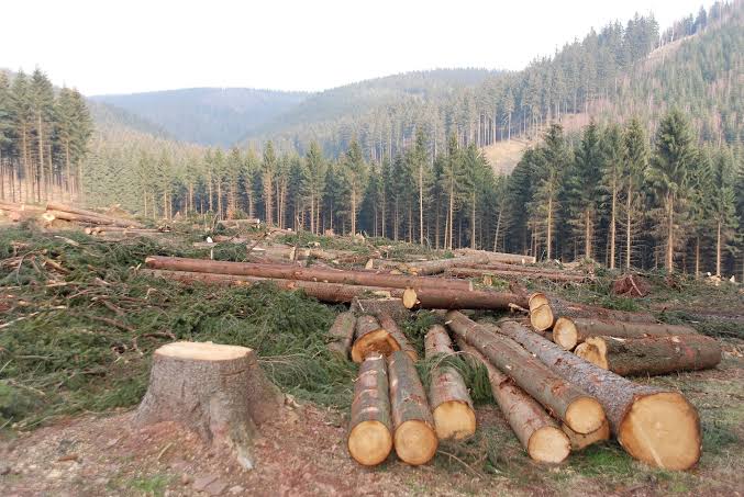 DFO-G C Tripathi  made a rule cutting trees