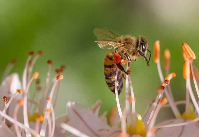  honeybee 