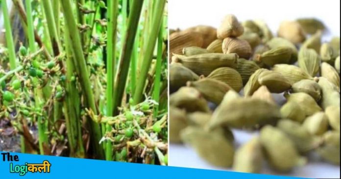 Cardamom Farming