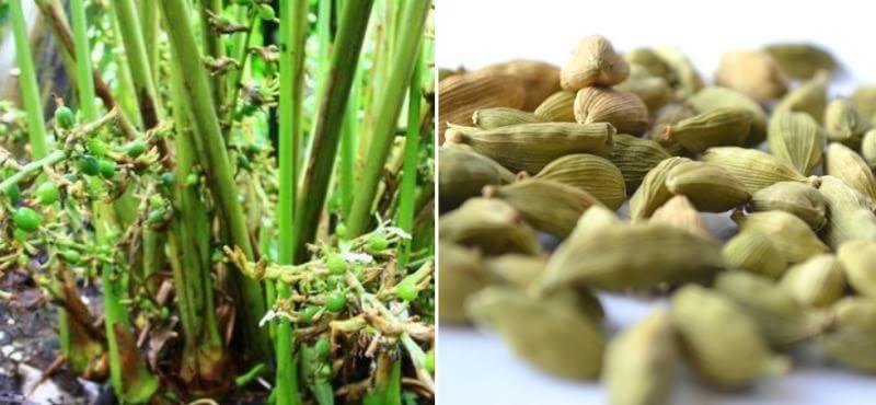 Cardamom Farming