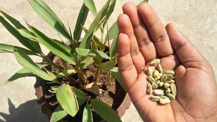 Cardamom Farming