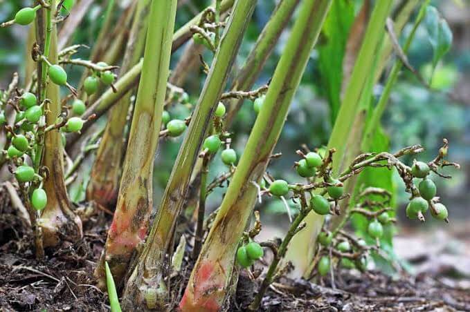 Cardamom plant