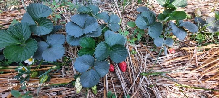 strawberry farming