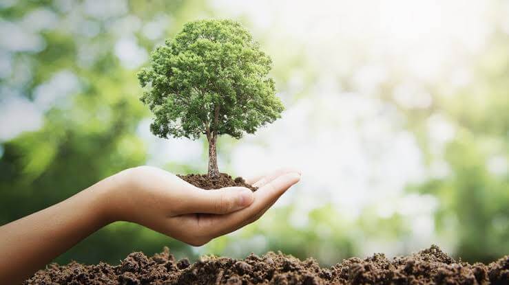 Delhi government starts Adopt a tree