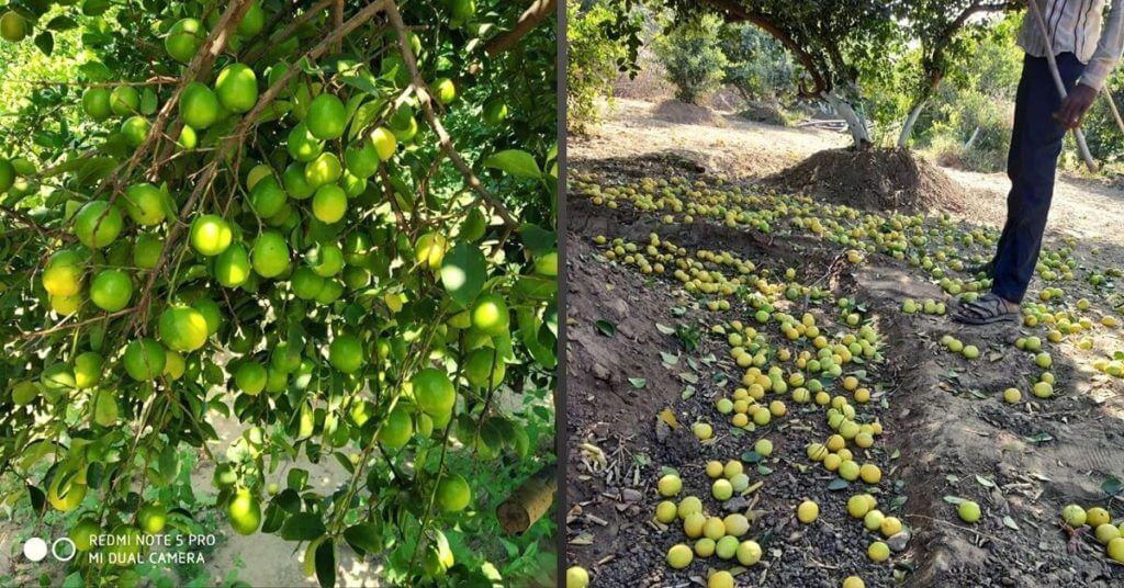 Abhishek Jain lemon farming