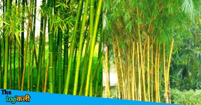 Engineer earning lakhs from Bamboo Farming