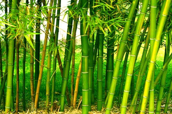 Engineer earning lakhs from Bamboo Farming