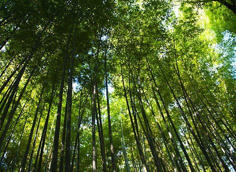 Engineer earning lakhs from Bamboo Farming