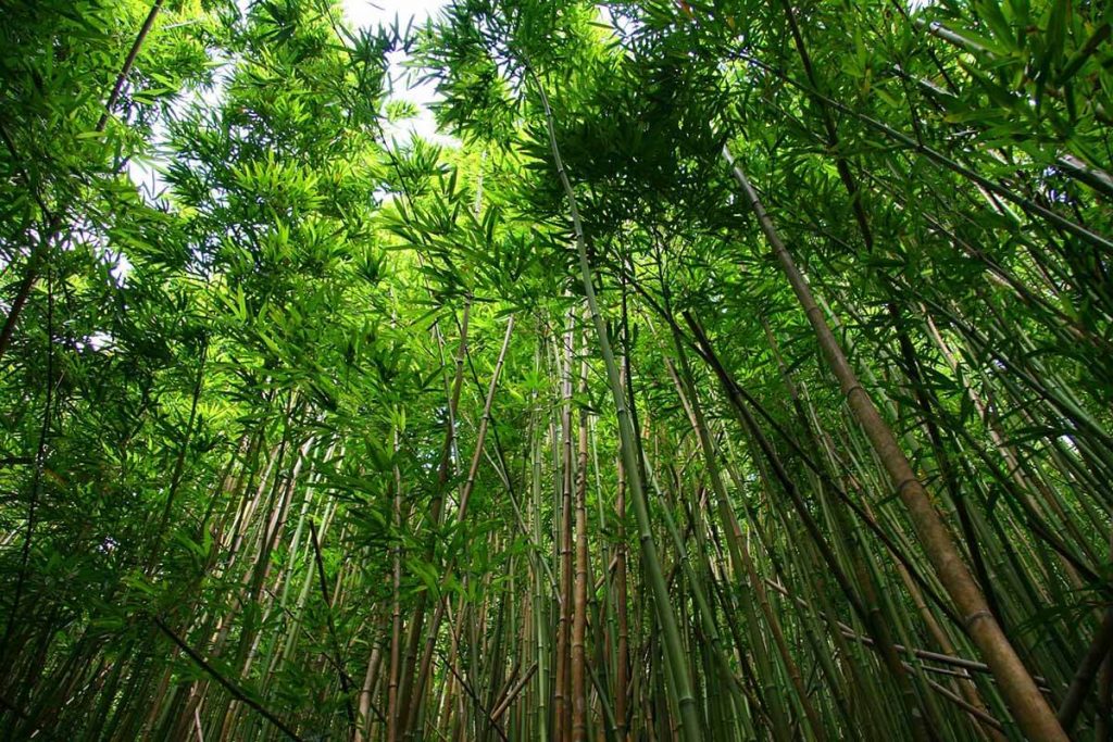 Engineer earning lakhs from Bamboo Farming