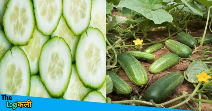 Earn lakhs through cucumber farming