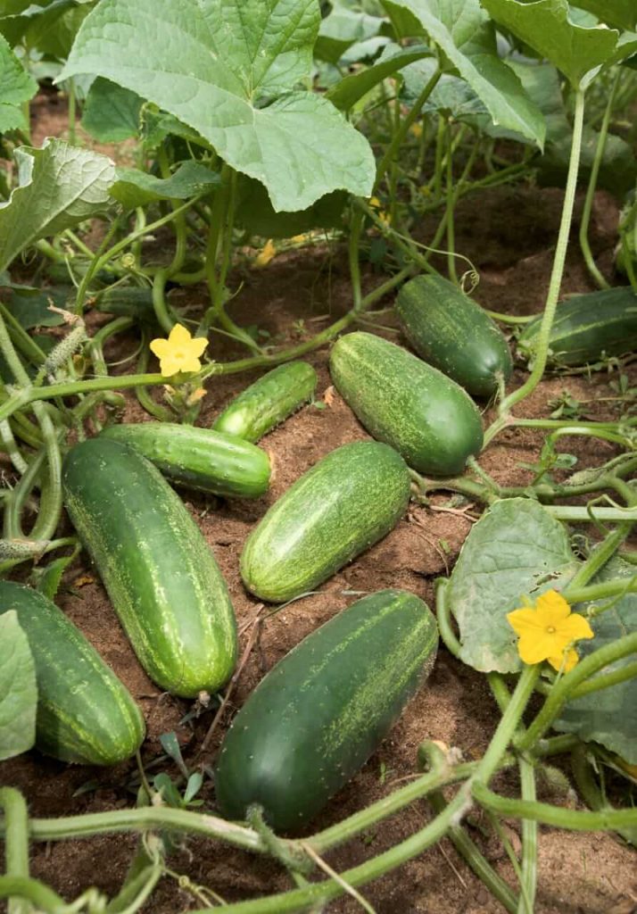 Earn lakhs through cucumber farming