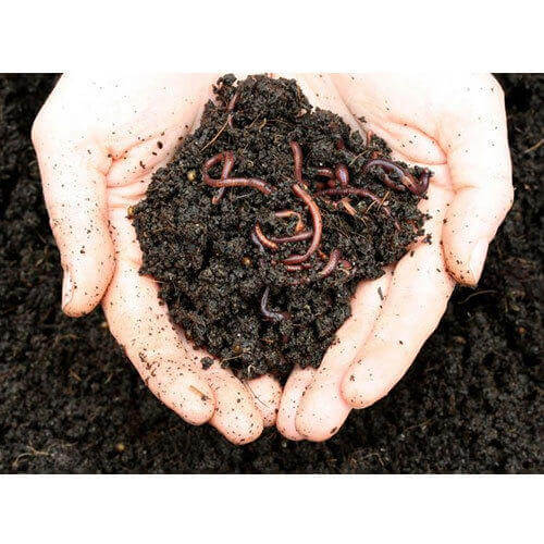 Manufacture of vermicompost from waste