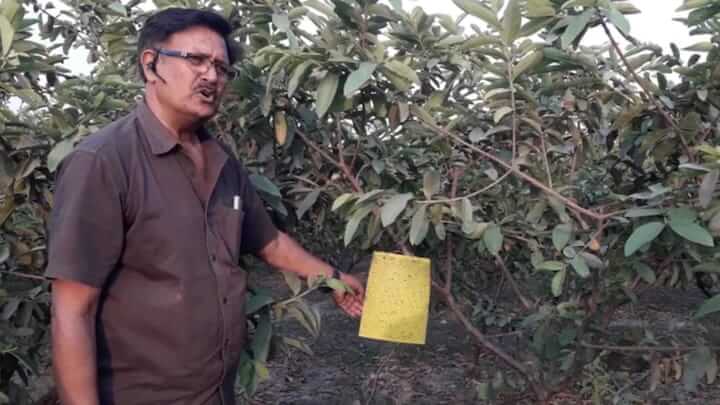 Farmer earning lakhs through Micro Sprinkler & Percolation System