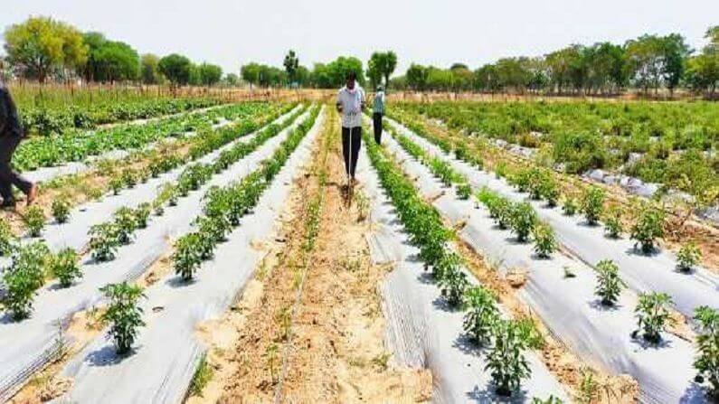 Inter cropping method of farming in uttar pradesh by a teacher