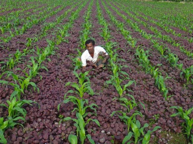 Inter cropping method of farming in uttar pradesh by a teacher