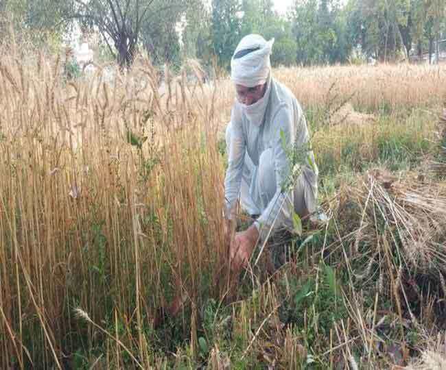 Being an IAS Officer Ramveer Singh is also working as farmer