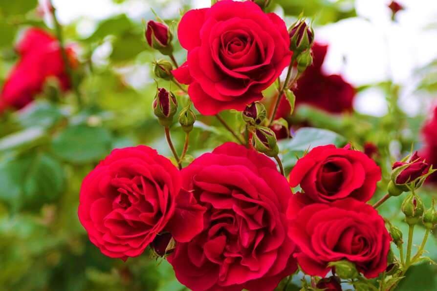 Haryana farmers are doing Rose Cultivation