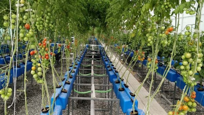 Haryana farmers are earning through Vertical Farming