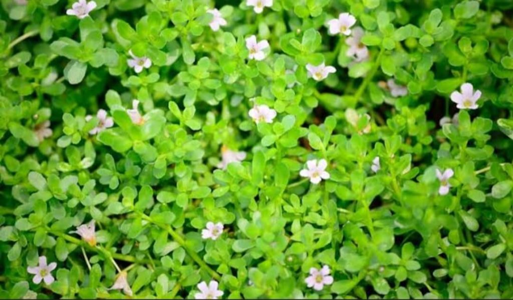 Cultivation Of Brahmi will give triple profit