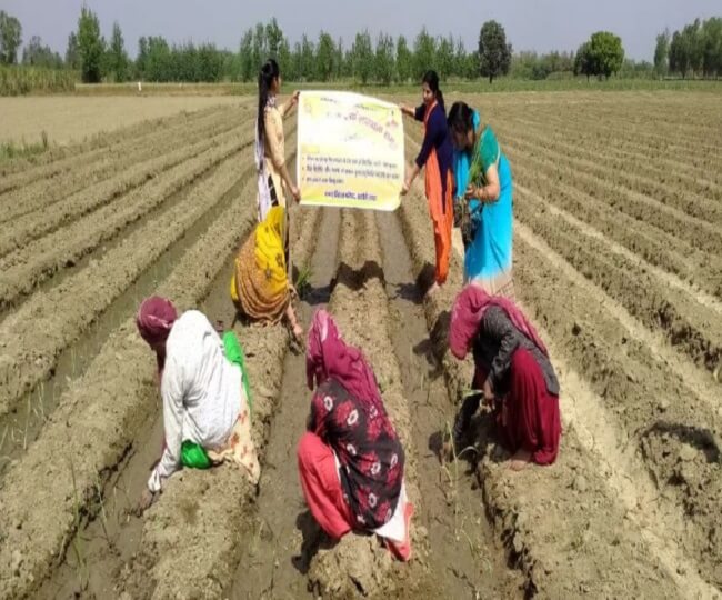 Group of women earning 65 lakhs in seven months through sugarcane farming through single bud and cheap