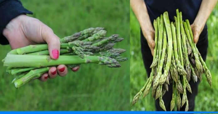 Benefits of Asparagus farming