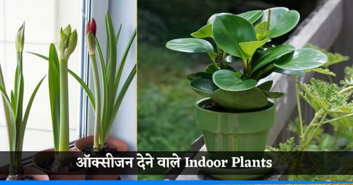 Indoor Oxygen plants