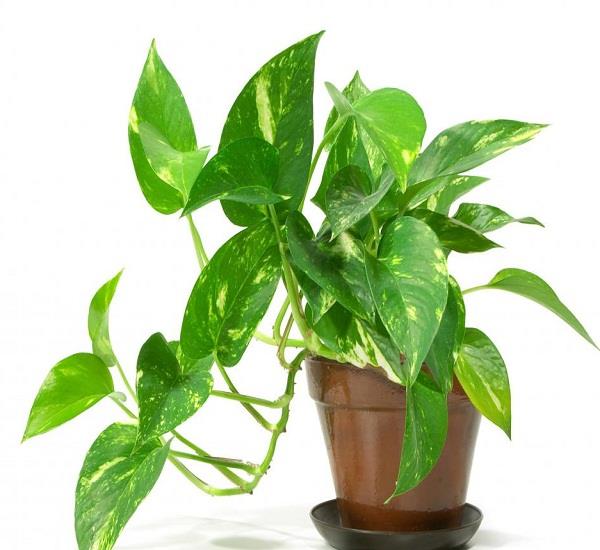 Money Plant