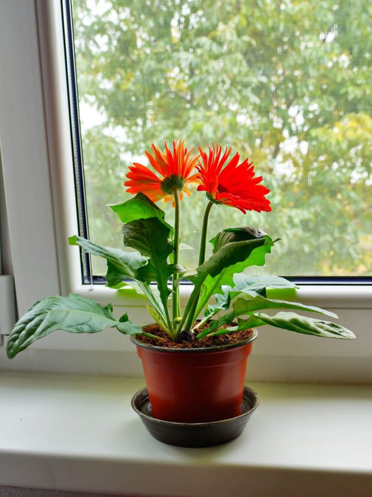 Gerbera Daisy