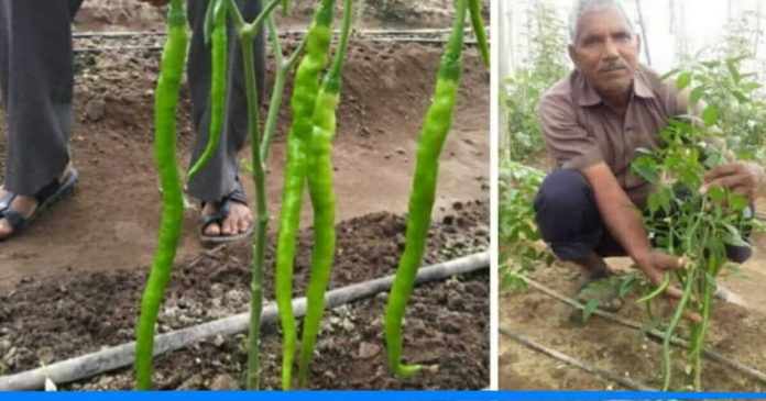 Moti Singh Rawat chili farming