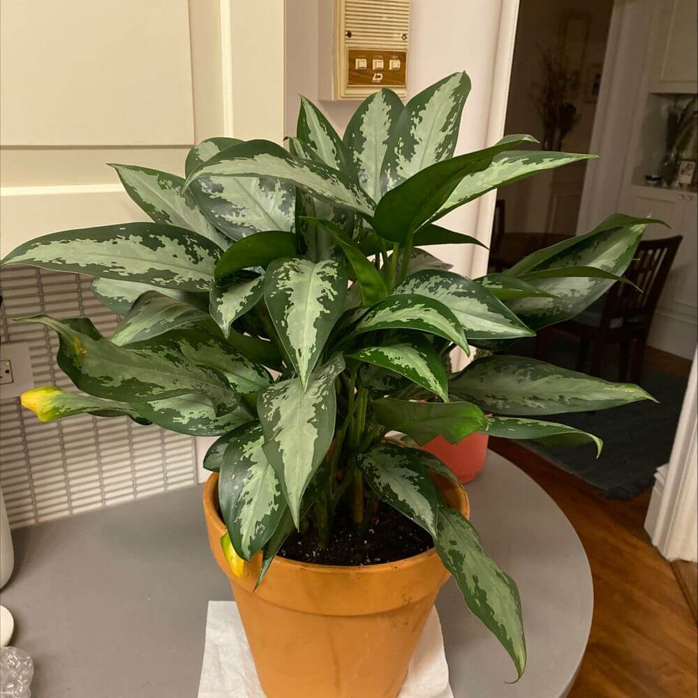 Chinese Evergreen